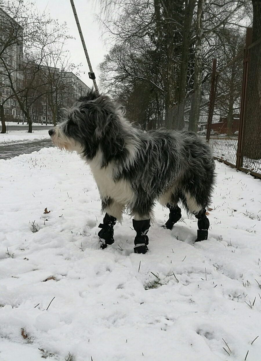 Suņu zābaciņi (iepakojumā 4 gabali)